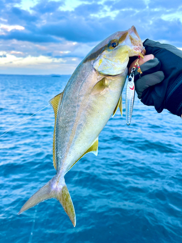 ネリゴの釣果