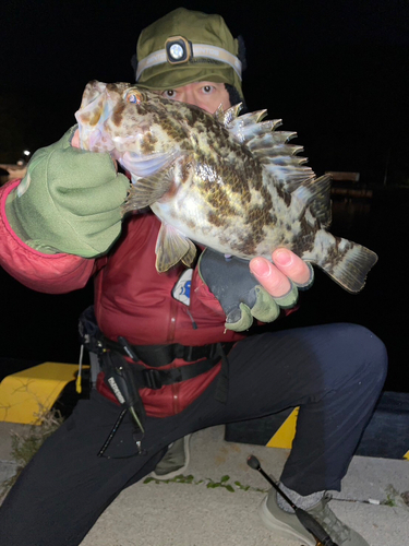 タケノコメバルの釣果