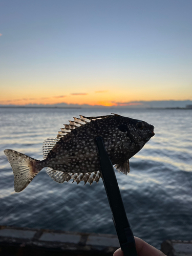 アイゴの釣果