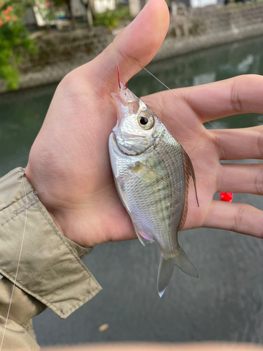 クロサギの釣果