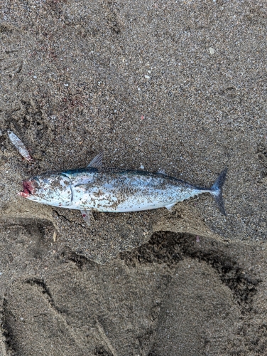 マルソウダの釣果