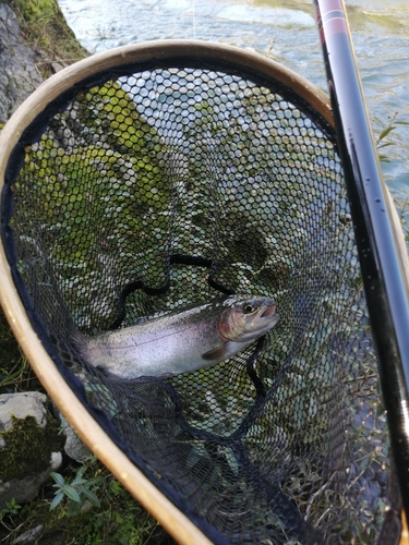 ニジマスの釣果