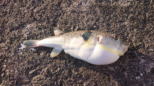 マフグの釣果