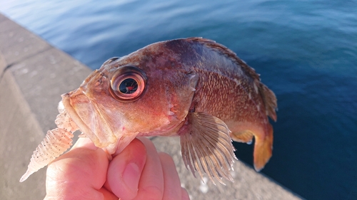 エゾメバルの釣果