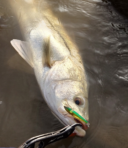 シーバスの釣果