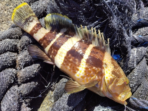 アオハタの釣果