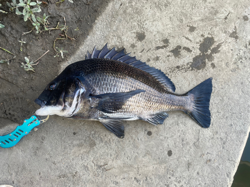 チヌの釣果