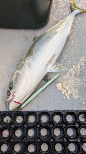 イナダの釣果