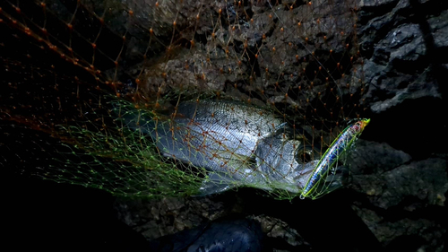 ヒラスズキの釣果