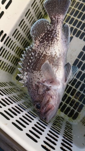 マゾイの釣果