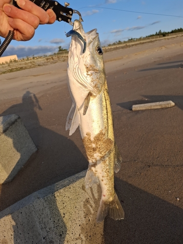 スズキの釣果