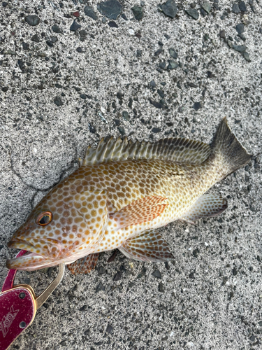 オオモンハタの釣果