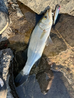 ヒラスズキの釣果