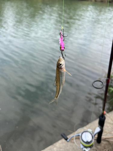 アブラハヤの釣果