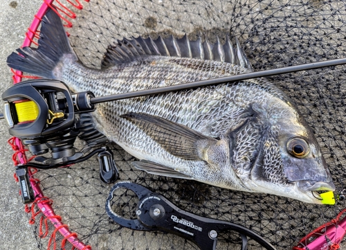 チヌの釣果