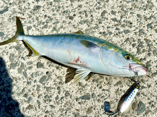 ハマチの釣果