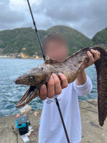 ウツボの釣果