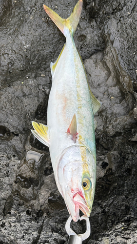 ヤズの釣果