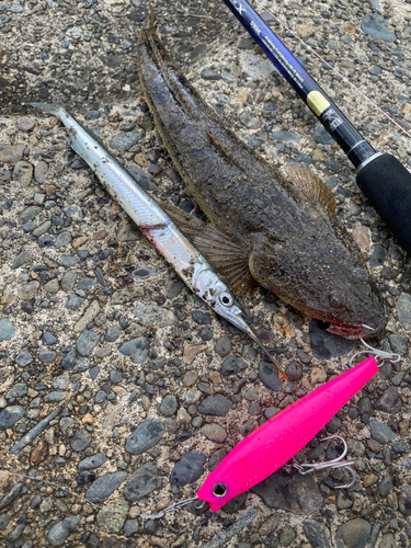 マゴチの釣果