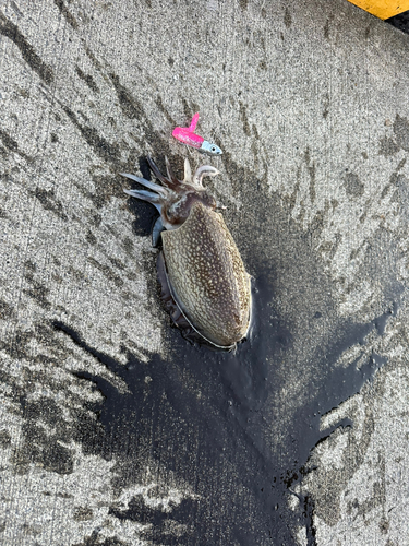 コウイカの釣果