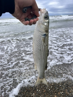 ボラの釣果