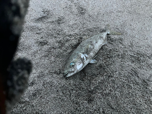 ツバスの釣果