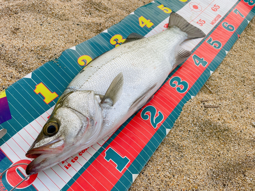 フッコ（ヒラスズキ）の釣果