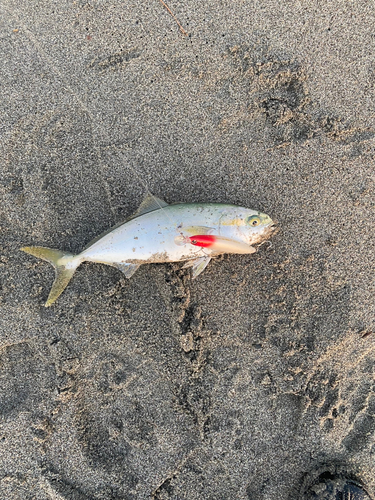 ワカシの釣果