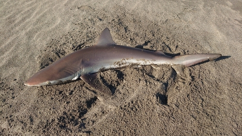 サメの釣果