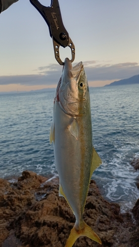 フクラギの釣果