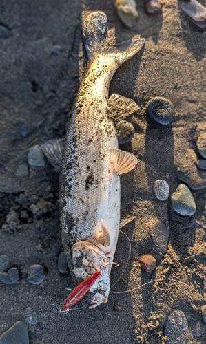 ウグイの釣果