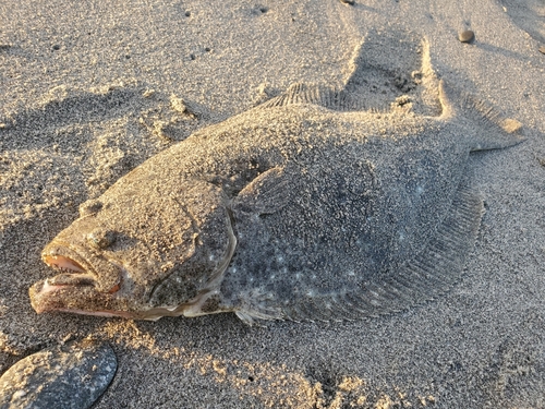 ヒラメの釣果