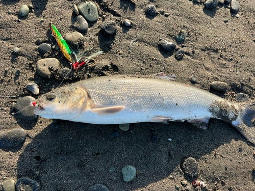 ウグイの釣果