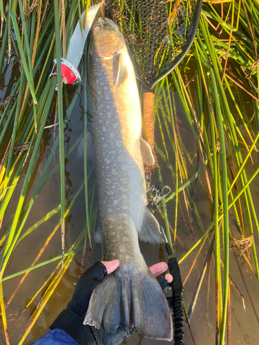 アメマスの釣果