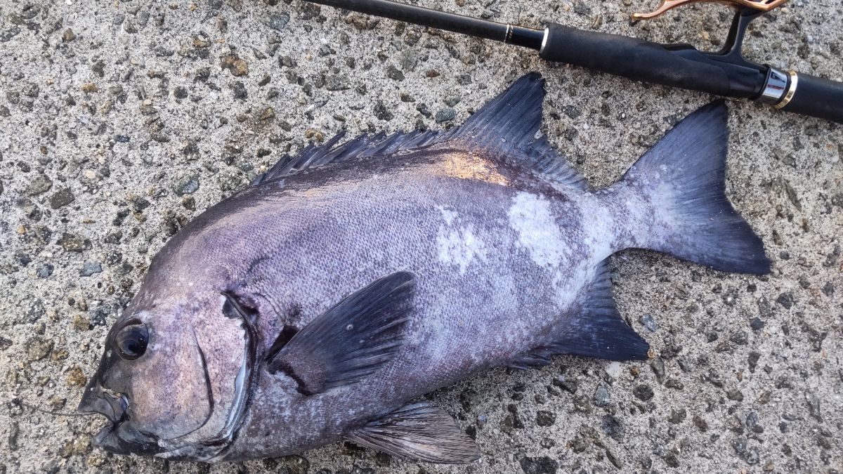 まっくす　さんの釣果 2枚目の画像