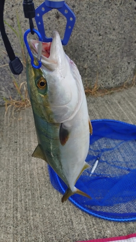 ハマチの釣果