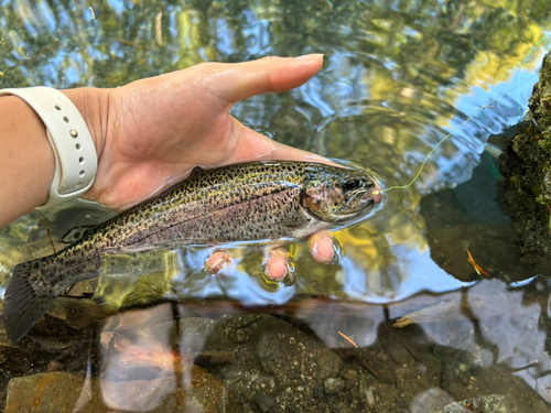 ニジマスの釣果