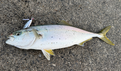 イナダの釣果