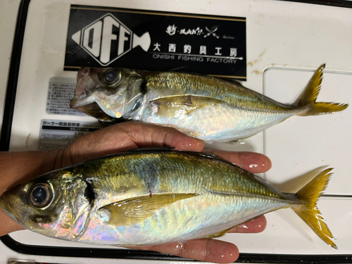 アジの釣果