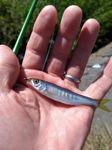 オイカワの釣果