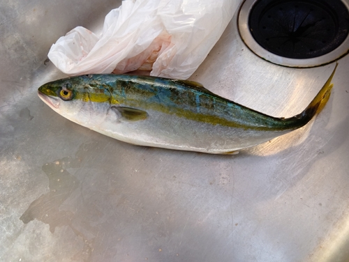 ハマチの釣果