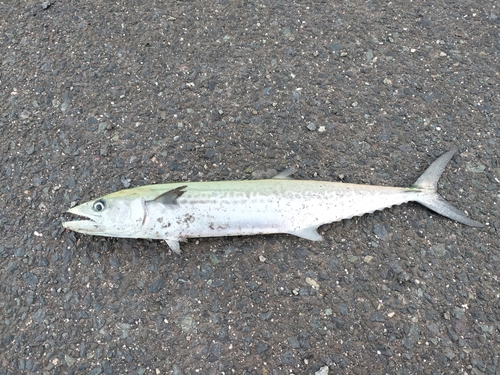 サゴシの釣果