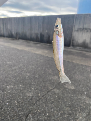 シロギスの釣果