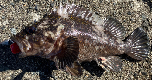 ソイの釣果