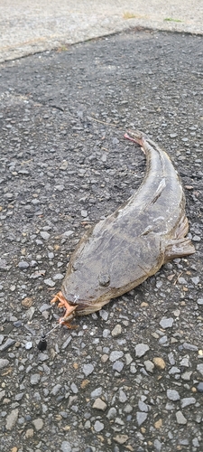 マゴチの釣果