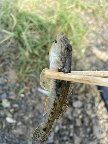 マハゼの釣果