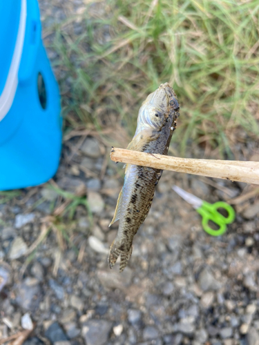 マハゼの釣果