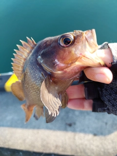 ガヤの釣果