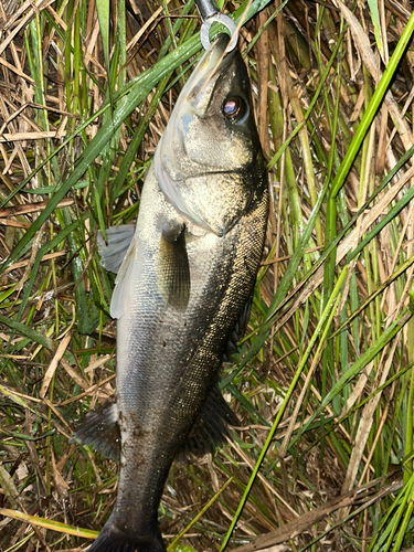 スズキの釣果