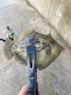 カワハギの釣果